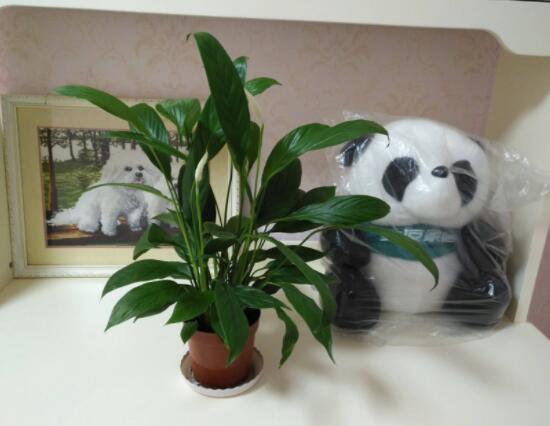 一帆風順水養(yǎng)還是土養(yǎng)，土養(yǎng)最為合適(水養(yǎng)易爛根)