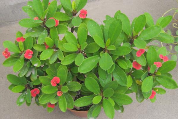 虎刺梅一年開幾次花，只要養(yǎng)護(hù)得當(dāng)虎刺梅可以四季開花