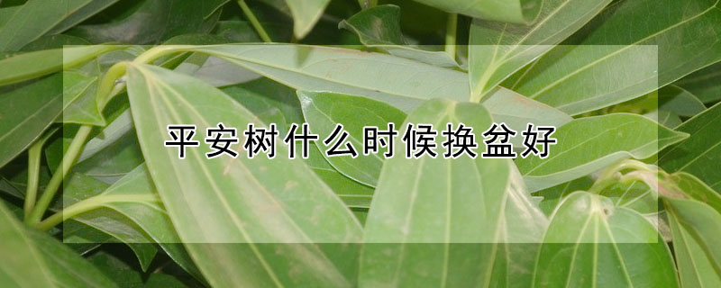 平安樹什么時候換盆好