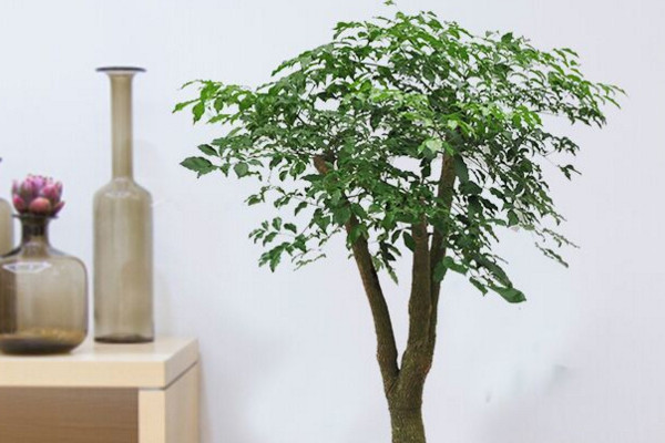 幸福樹幾天澆一次水，一般情況可7~10天澆水一次