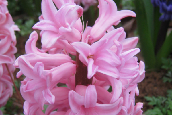 風(fēng)信子一年能開幾次花