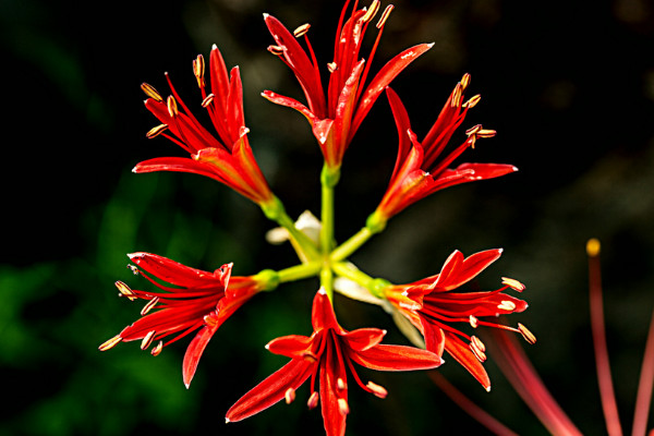 彼岸花盆栽養(yǎng)殖方法
