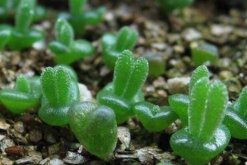 碧光環(huán)花語是什么，碧光環(huán)—可愛的精靈