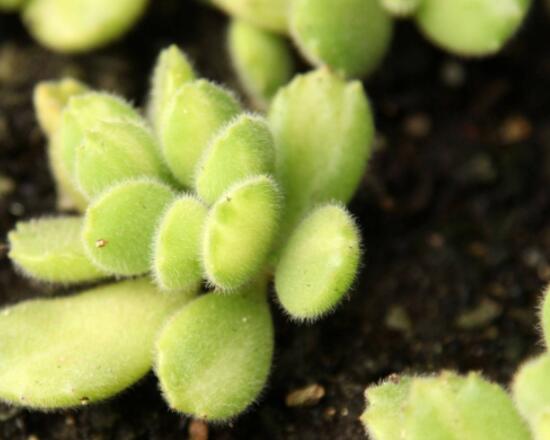 熊童子掉葉子怎么回事，三種原因以及解決方法