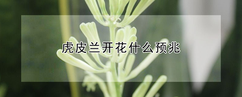 虎皮蘭開花什么預(yù)兆