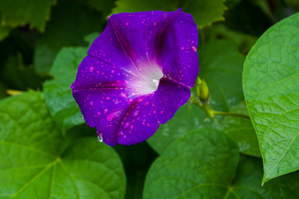 牽?；ㄒ粋€盆里種幾顆