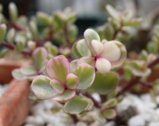 雅樂之舞的用途，盤點(diǎn)最實(shí)用四種價(jià)值