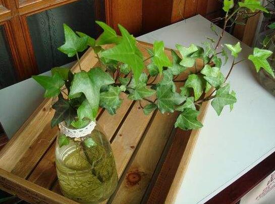 常春藤怎么水培，勤換水并且第一次要澆透營養(yǎng)液