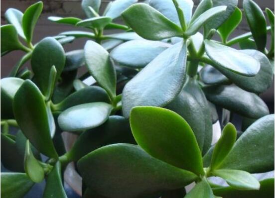 玉樹的風水作用，不僅除邪聚財氣還可以逢兇化吉