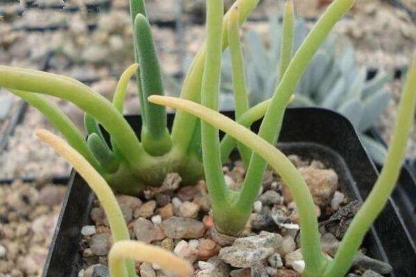 碧光環(huán)會開花嗎，會開/但開花難度較大