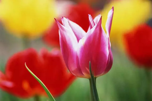 郁金香和玉蘭花的區(qū)別