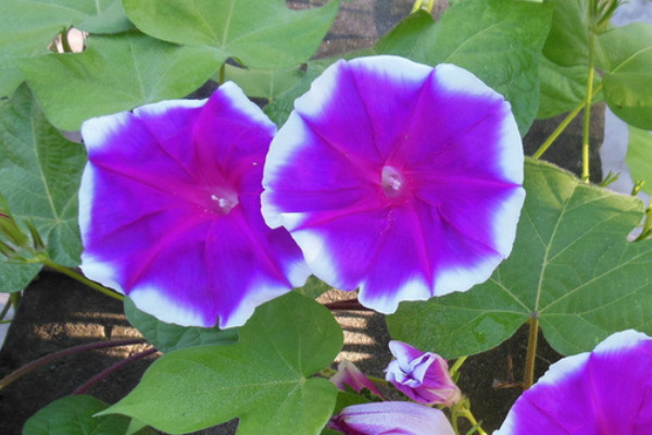 牽?；ㄊ窃趺赐吓赖? src="/nongchan/d/file/20201223/hfhjtqxxmvx.jpg" / data-0n9W="FzA77U"></p>
<p data-FJNQ="Fbf3vX">
	牽?；ㄍ吓朗且驗樗且环N藤蔓植物，它有趨光性，而且它的莖干可以長得很長，如果它的周圍有供它攀爬支架，那么它就會繞著支架向上爬，這是植物的一種生理特性，如果沒有支架的話，它就不能向上爬。</p>
<p data-3ERM="QC1bVP">
	<strong data-1QFF="1dvJOi">2、植株特征</strong></p>
<p data-nriQ="ukyUE2">
	<img alt=