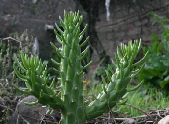 仙人掌變黃的原因是什么，四種原因以及解決方法