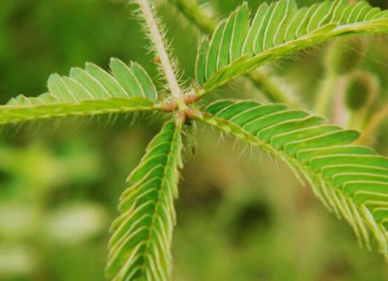 含羞草為什么會閉合，講述最科學的合理解釋(葉枕水分感應)