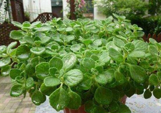 碰碰香冬天養(yǎng)殖方法，注意做好保溫保暖/減少澆水施肥