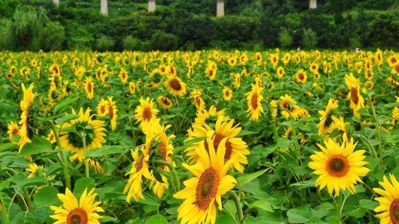 向日葵花的特點(diǎn)