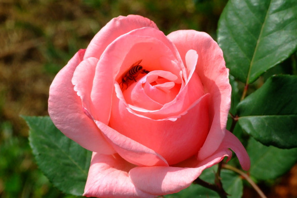 牡丹花夏天開(kāi)花嗎