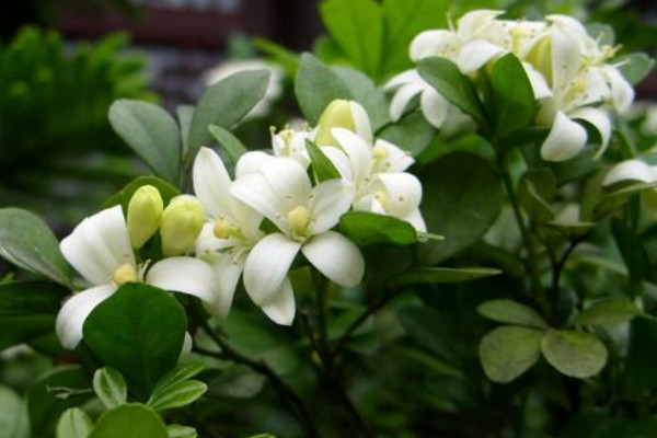 九里香如何長粗，通過光照、溫度、施肥、修剪4步進行