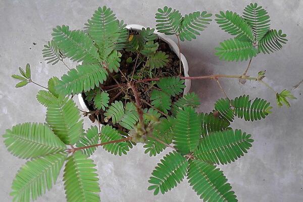 含羞草有毒嗎有什么毒，經(jīng)常接觸會(huì)導(dǎo)致脫發(fā)