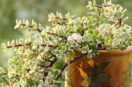 多肉植物雅樂之舞怎么養(yǎng)，注意五個(gè)要點(diǎn)一年四季常青