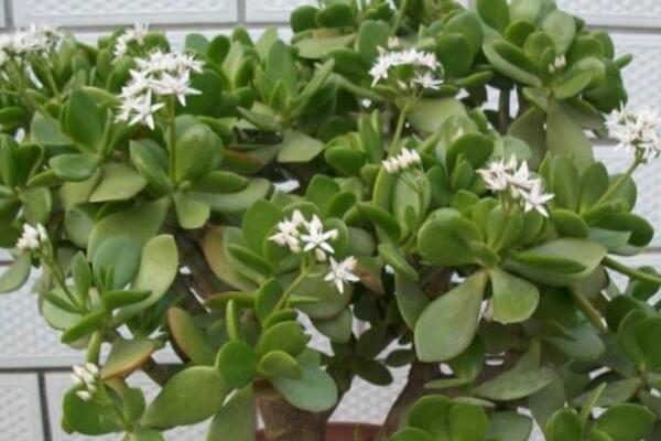 玉樹的養(yǎng)殖方法和病蟲害防治，詳細介紹四步養(yǎng)護三種病害