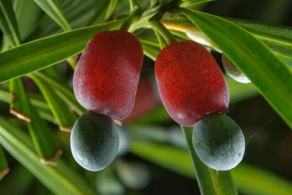 羅漢松的果實(shí)能吃嗎，果實(shí)只能吃一部分