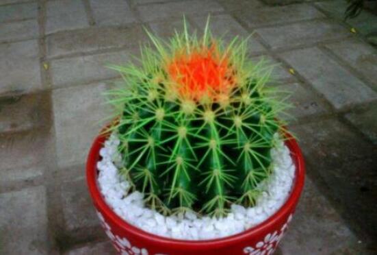 仙人球防輻射嗎，不能/只能防太陽紫外線(光學(xué)輻射)