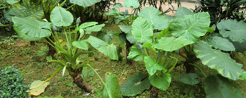 滴水觀音春天什么時候發(fā)芽