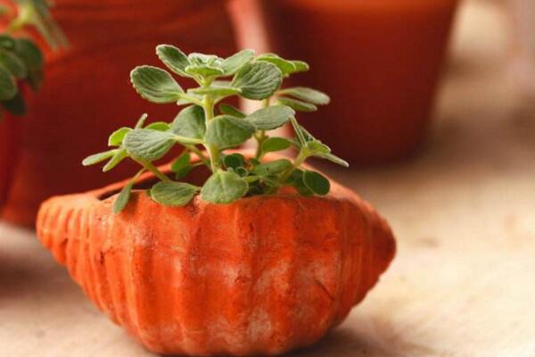 碰碰香什么時候扦插，只要溫度超過15℃就可以扦插