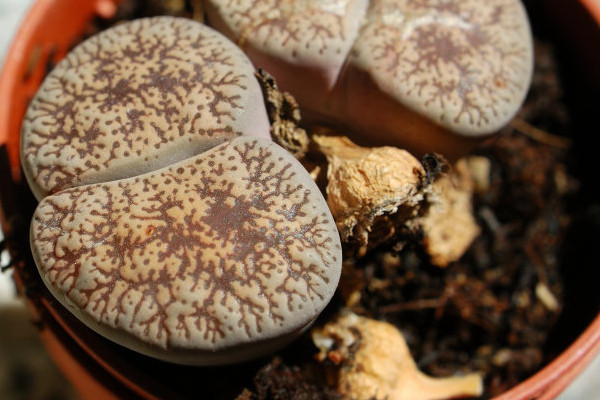 生石花開(kāi)花可以澆水嗎