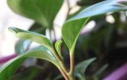 紫葉碧玉怎么養(yǎng)，土壤的選擇很關(guān)鍵