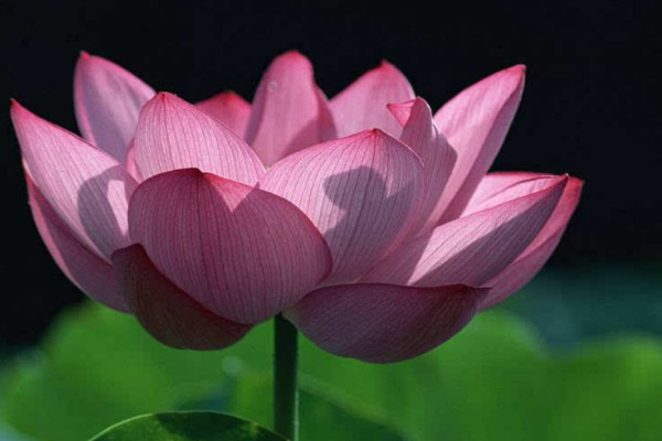 荷花不開(kāi)花時(shí)是怎樣的