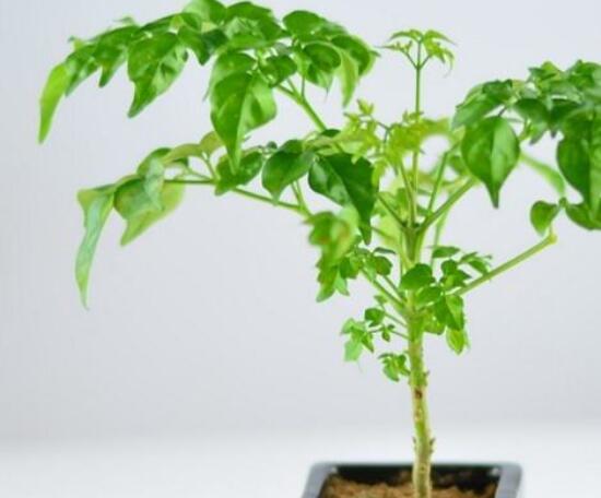 幸福樹(shù)葉子一碰就掉，教你四種原因以及解決方法