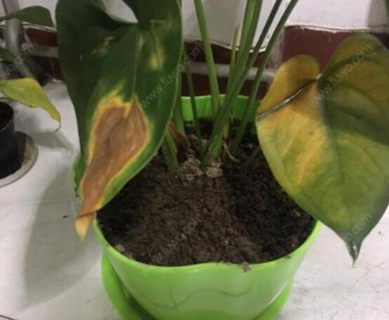 紅掌葉子發(fā)黃焦邊干枯是怎么回事，教你最直接有效三種解決措施