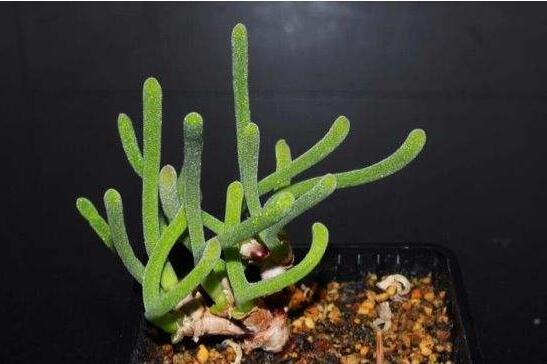 碧光環(huán)多肉怎么種，播種時(shí)間要選對(duì)