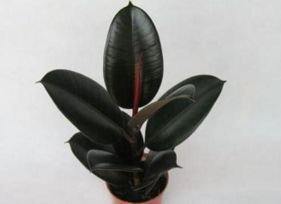 橡皮樹(shù)爛根什么原因，橡皮樹(shù)爛根怎么辦