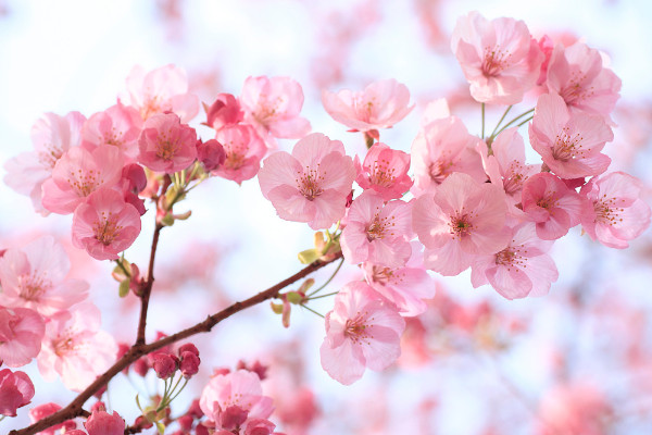 櫻花和梅花的區(qū)別