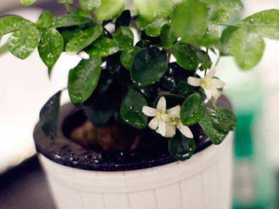 九里香的養(yǎng)殖方法水培，教你四個(gè)步驟水培爆盆