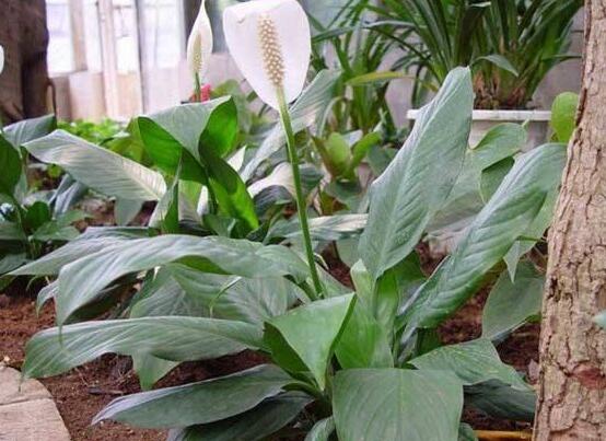 一帆風(fēng)順土培改水培，做好這六大要點(diǎn)即可快速水培生根