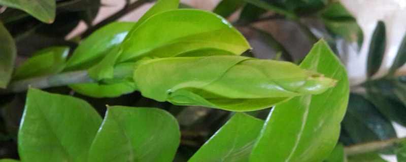 金錢(qián)樹(shù)怎么移植花盆