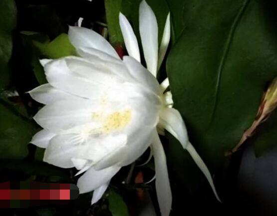 曇花怎么養(yǎng)，注意盆土是關(guān)鍵/肥水要合理