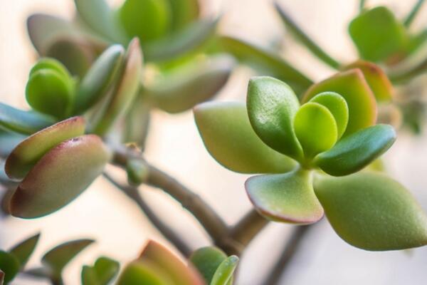 燕子掌根腐爛怎么處理，先找到原因再進(jìn)行處理