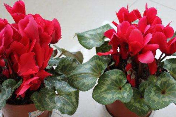 仙客來小苗怎么養(yǎng)