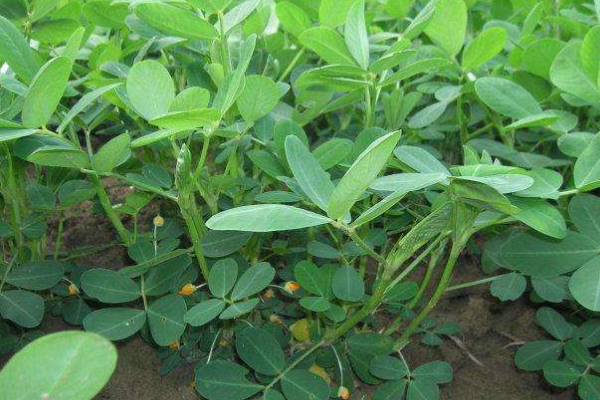 花生苗發(fā)黃什么原因