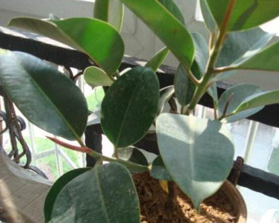 橡皮樹的扦插方法，做好四大步驟成活率百分百