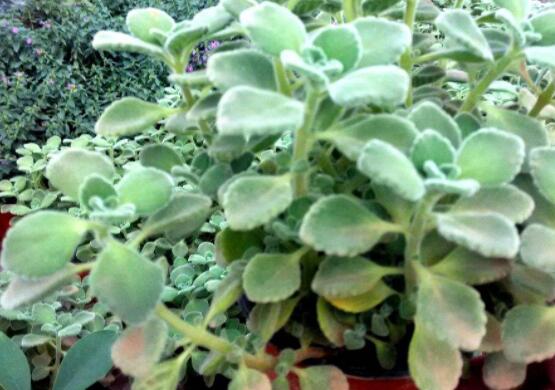 碰碰香木質(zhì)化怎么辦，只需要立馬重新進(jìn)行扦插繁殖