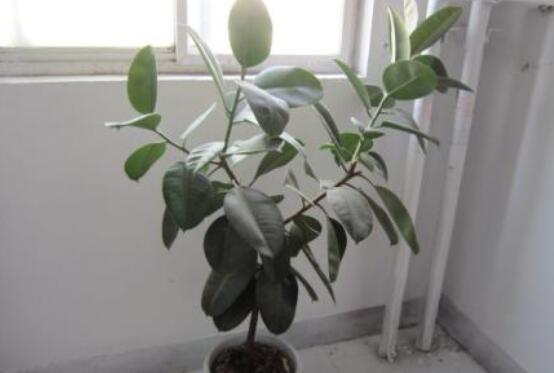 橡皮樹掉葉子還會長嗎，只要不死就會繼續(xù)生長(做好養(yǎng)護(hù)管理)