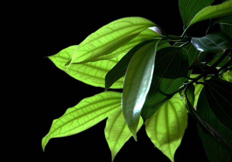 為什么平安樹葉子下垂，澆水過量和酸堿度不平衡造成的