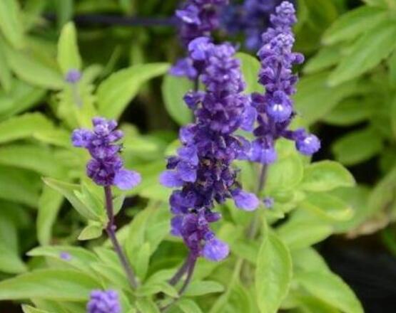 薰衣草與鼠尾草的區(qū)別，教你四種方法可變成火眼金睛