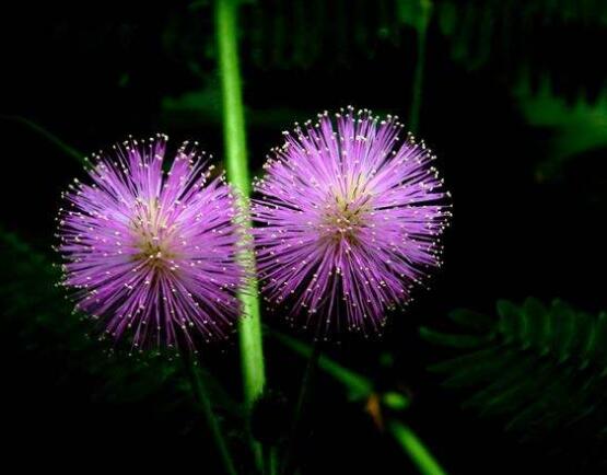 常碰含羞草有毒嗎，導(dǎo)致頭發(fā)眉毛發(fā)黃脫落(最好避免)